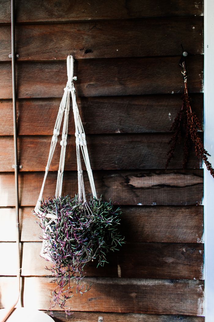 Straw basket with climbing green plant hanging on wall of rustic house in sunlight
